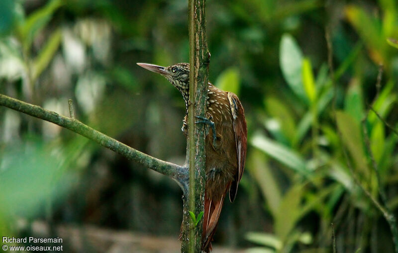 Straight-billed Woodcreeperadult