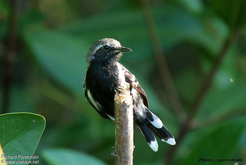 Southern White-fringed Antwren male adult