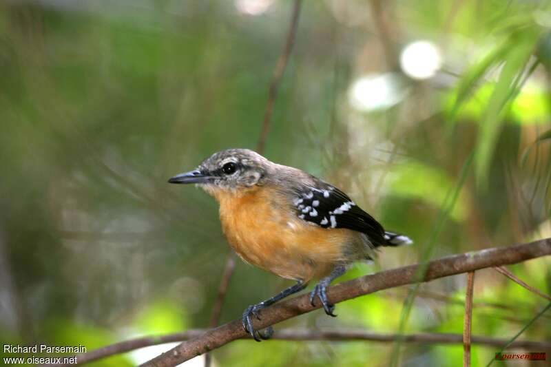 Southern White-fringed Antwren female adult