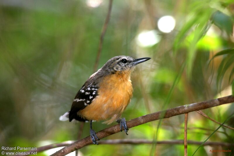 Southern White-fringed Antwren female adult