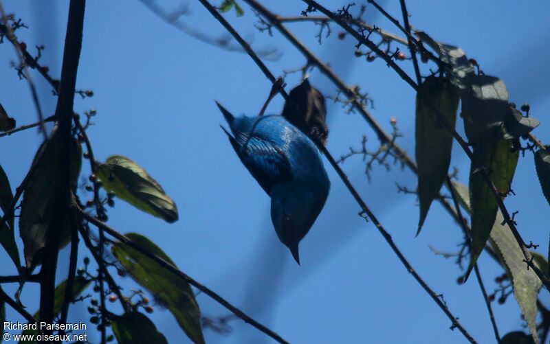 Purple Honeycreeper male adult