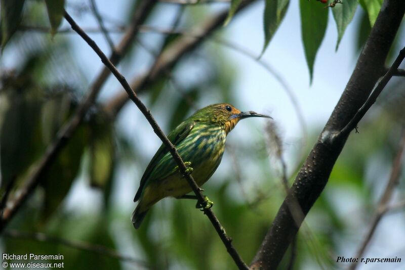 Purple Honeycreeper female adult