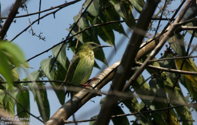 Red-legged Honeycreeper