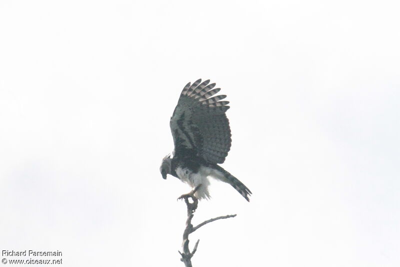 Harpy Eagle