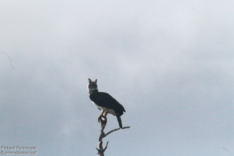 Harpy Eagle