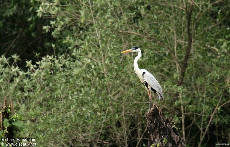 Cocoi Heron