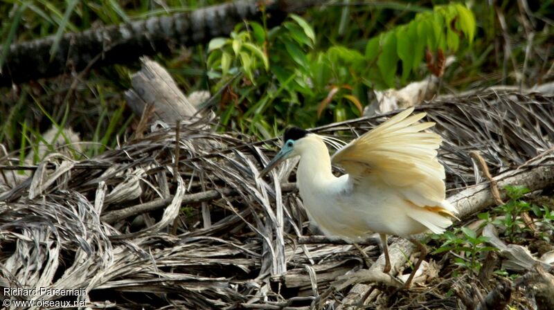 Capped Heronadult, walking, eats