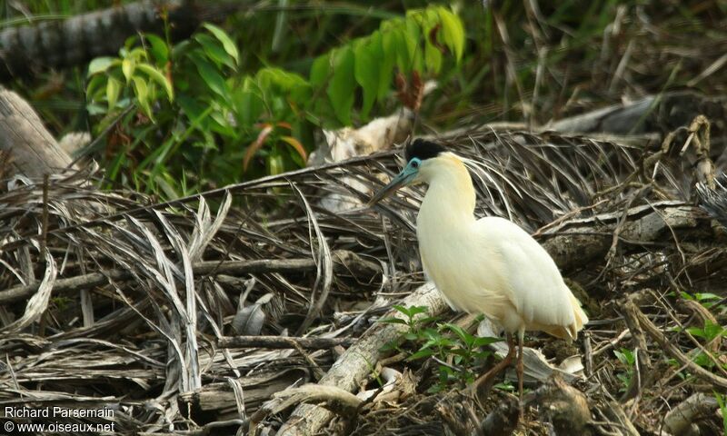 Capped Heronadult, walking, eats