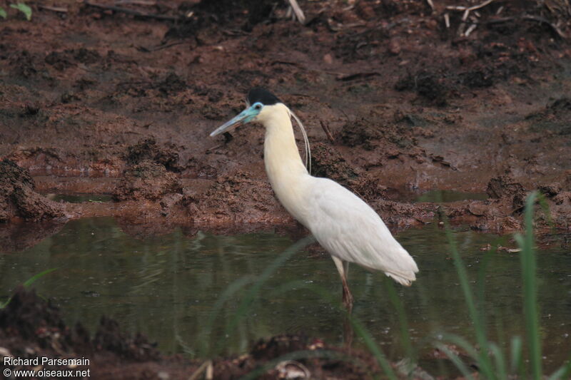 Capped Heron