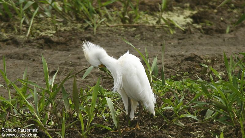 Western Cattle Egretadult