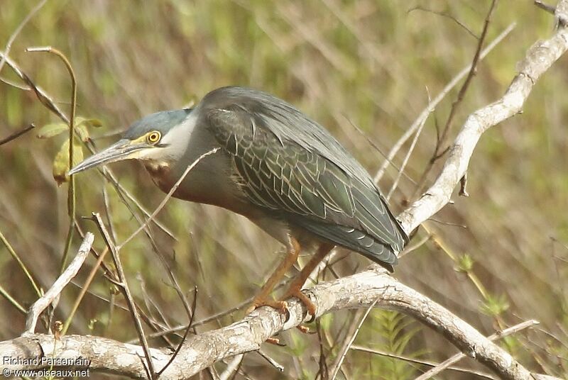 Striated Heron