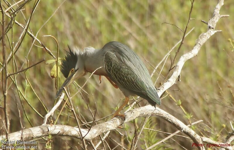 Striated Heronadult