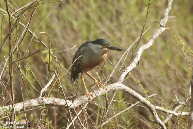 Striated Heronadult