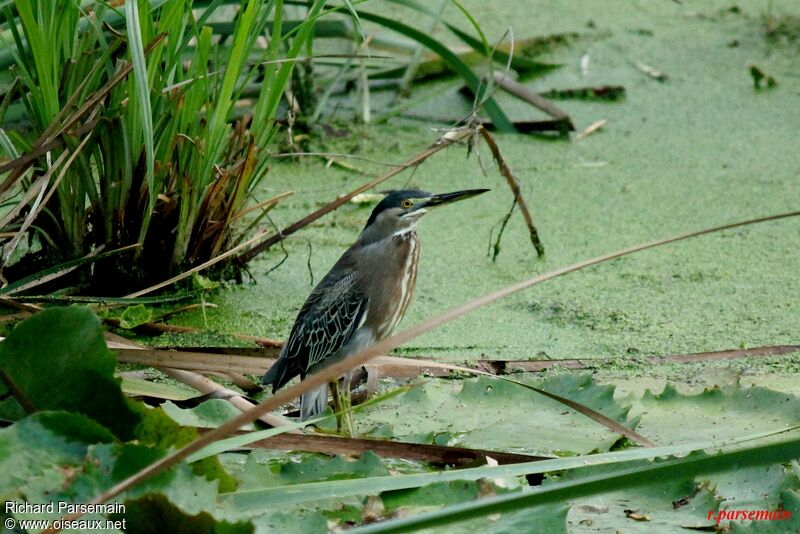 Striated Heronadult