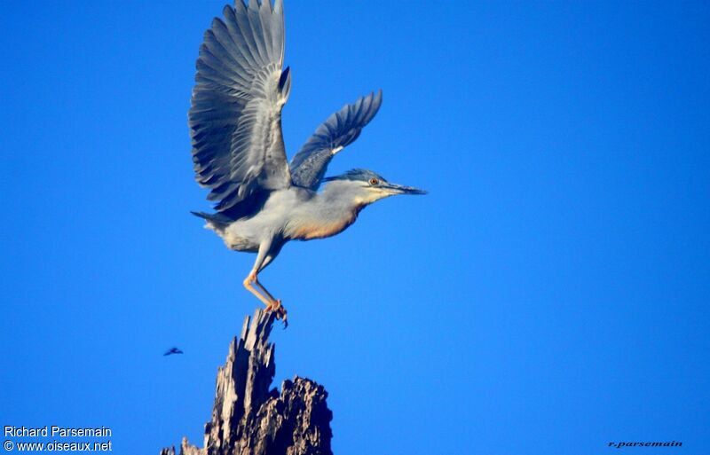 Striated Heronadult