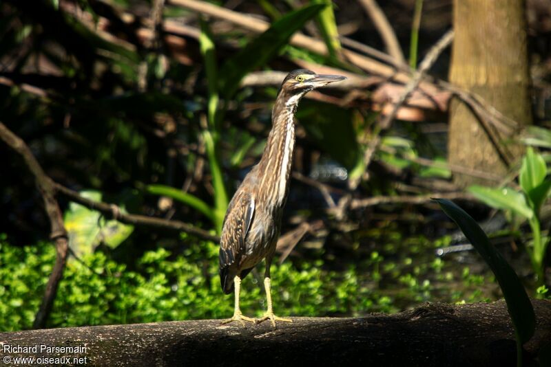 Striated Heron