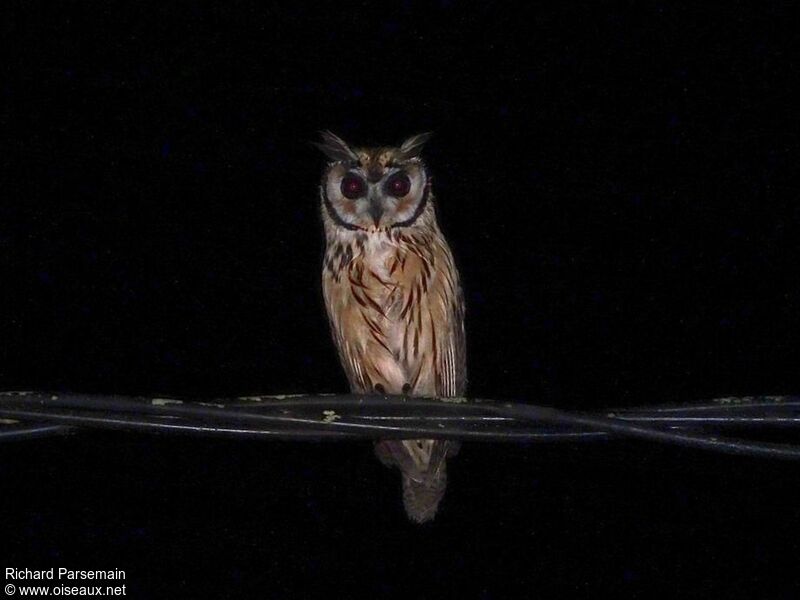 Striped Owl