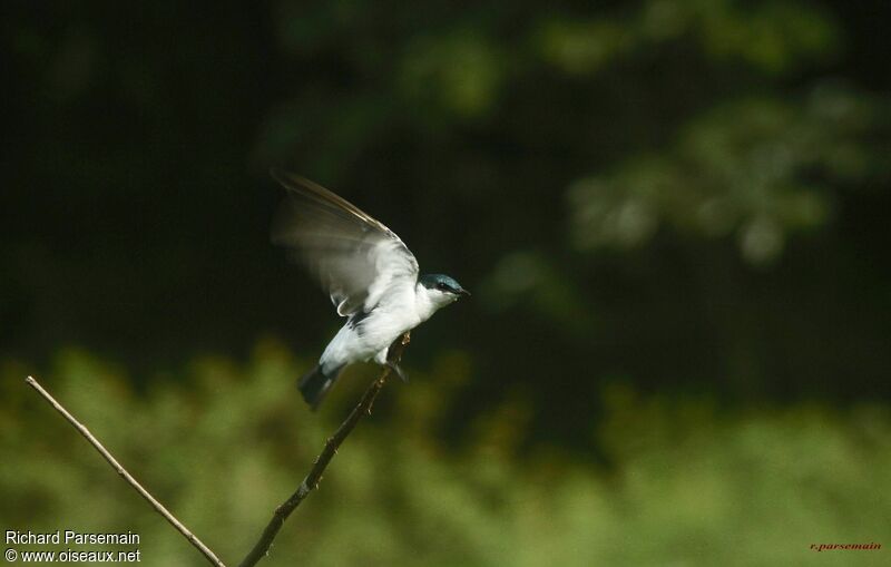 Hirondelle à ailes blanchesadulte