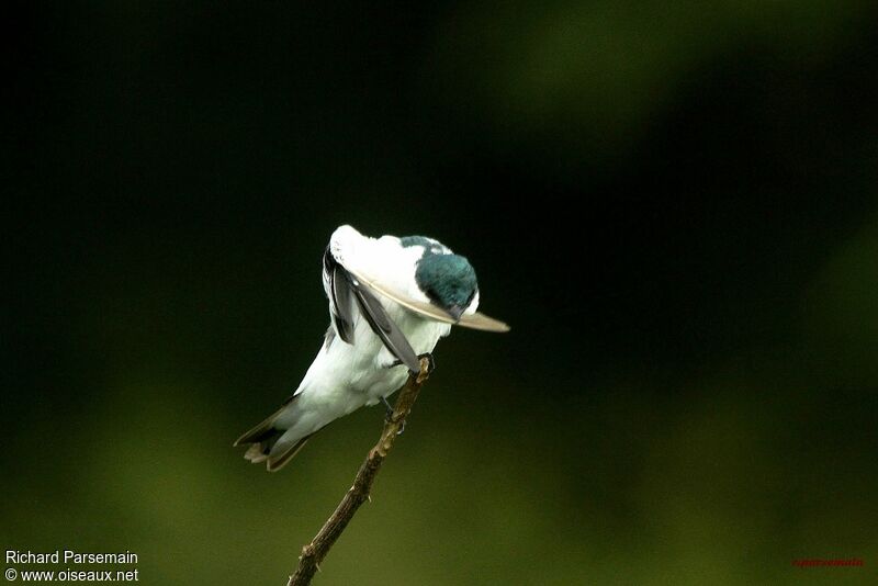 Hirondelle à ailes blanchesadulte