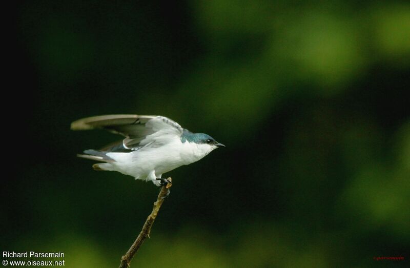 Hirondelle à ailes blanchesadulte