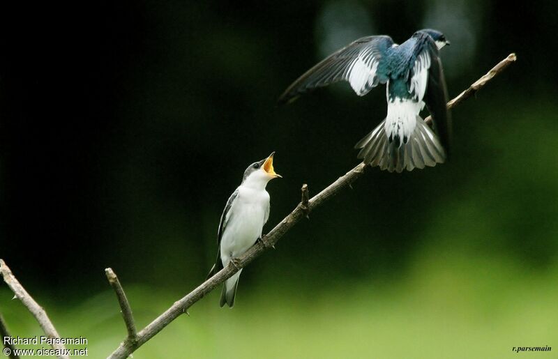 Hirondelle à ailes blanchesadulte