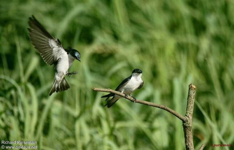 White-winged Swallowadult