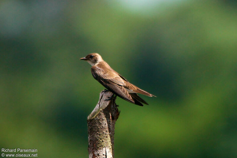 Sand Martinadult