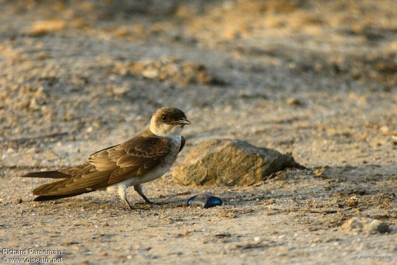 Brown-chested Martinadult