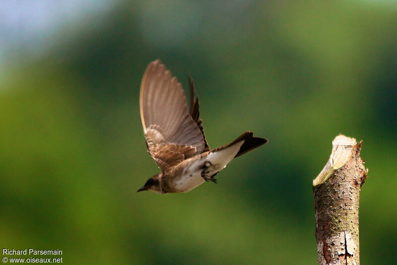 Brown-chested Martinadult