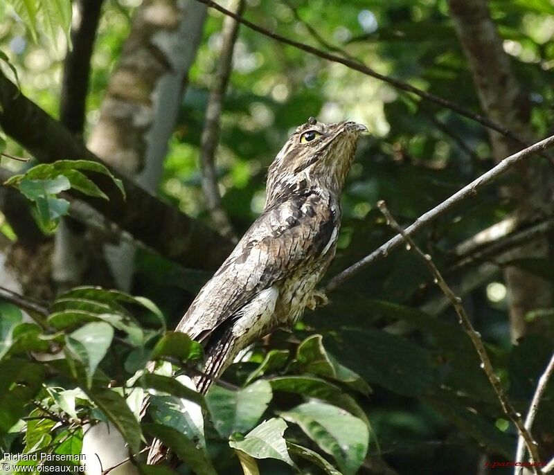 Common Potoo female adult, habitat