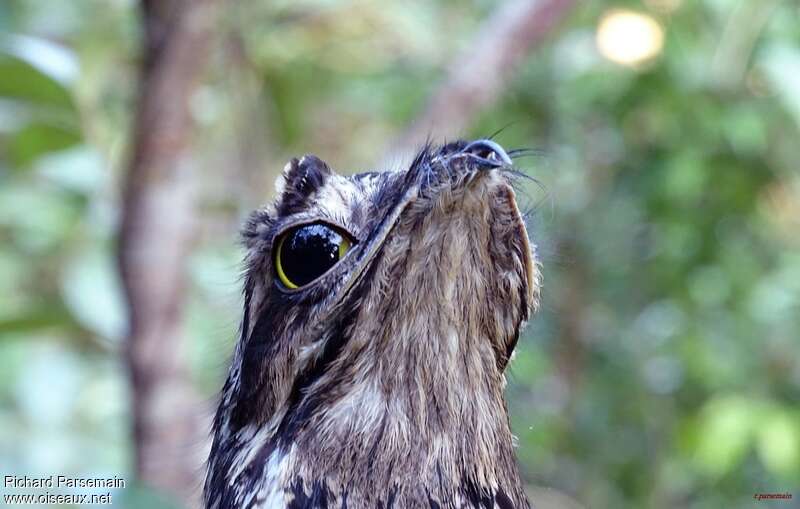 Common Potoo female adult, close-up portrait, Reproduction-nesting