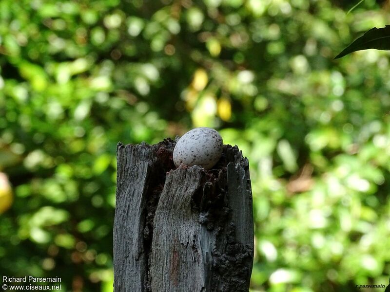 Common Potoo