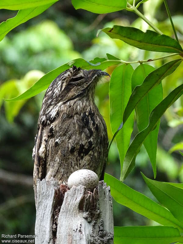 Common Potooadult, Reproduction-nesting