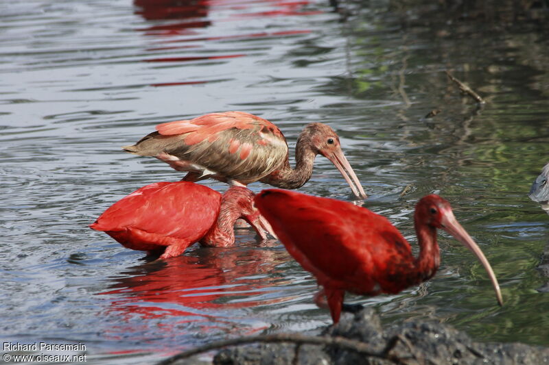 Ibis rougeadulte