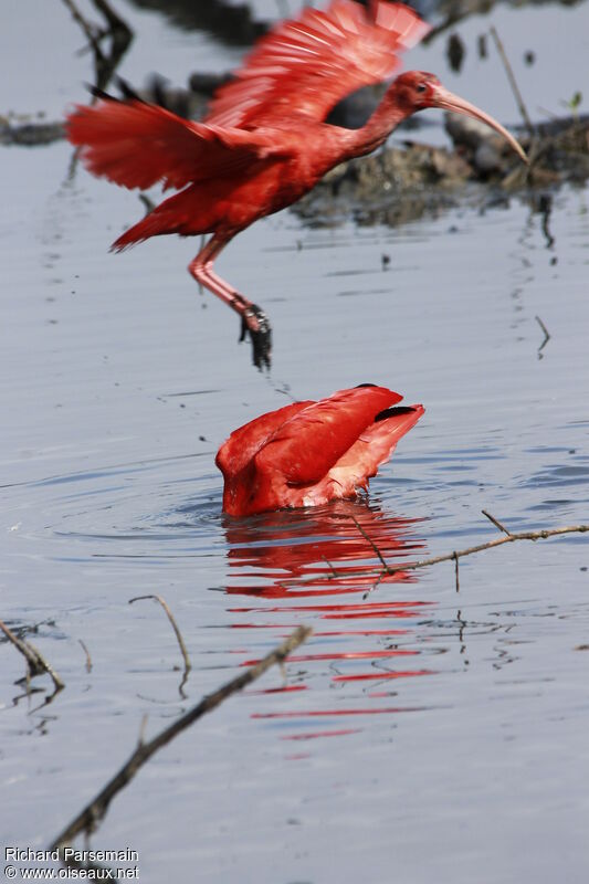 Ibis rougeadulte