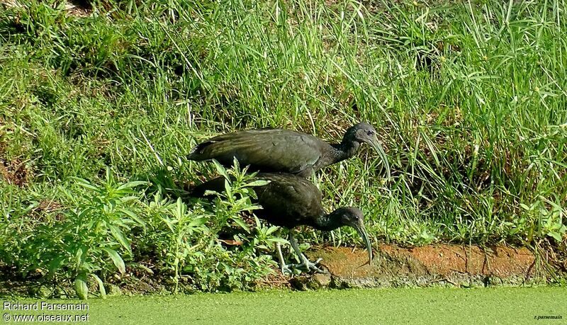 Green Ibisadult, eats