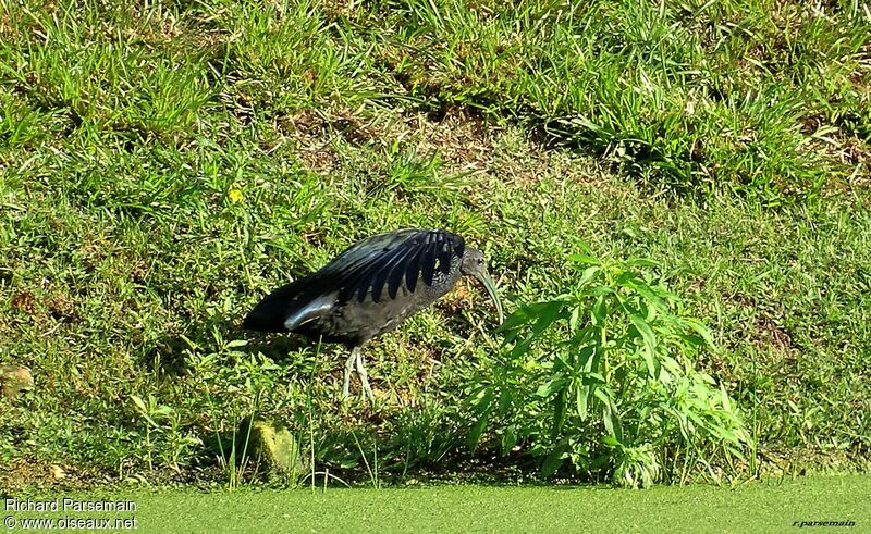 Green Ibisadult, eats