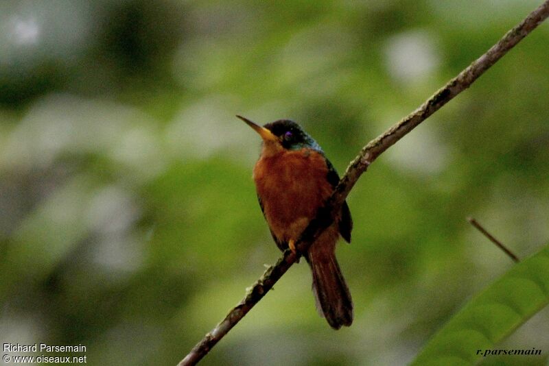 Jacamar à bec jauneadulte