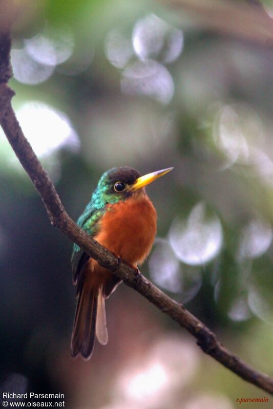 Jacamar à bec jaune femelle adulte