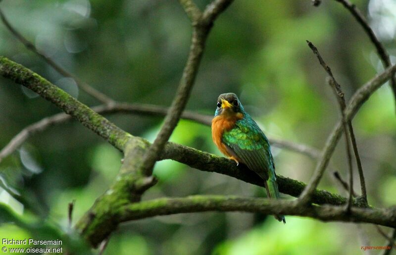 Jacamar à bec jaune femelle adulte