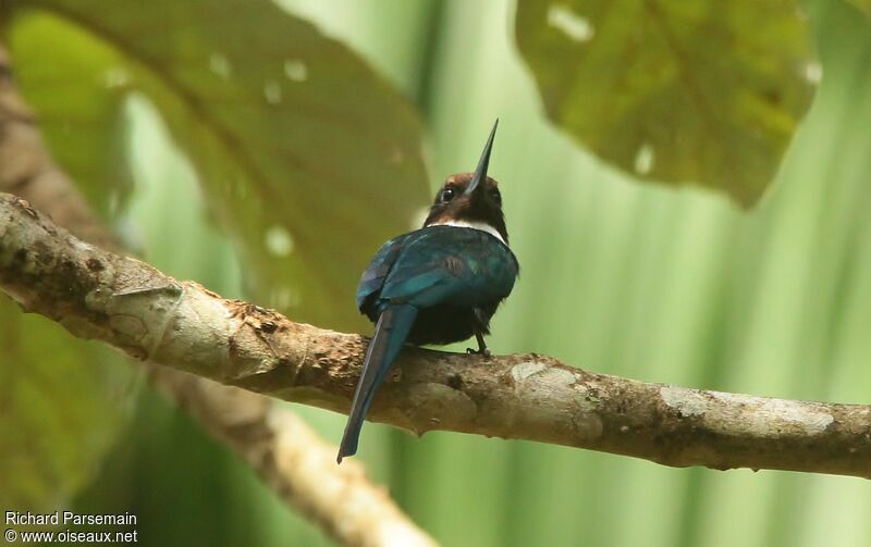 Jacamar à longue queue