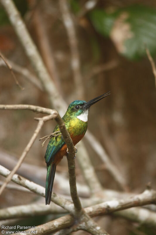 Green-tailed Jacamar male adult