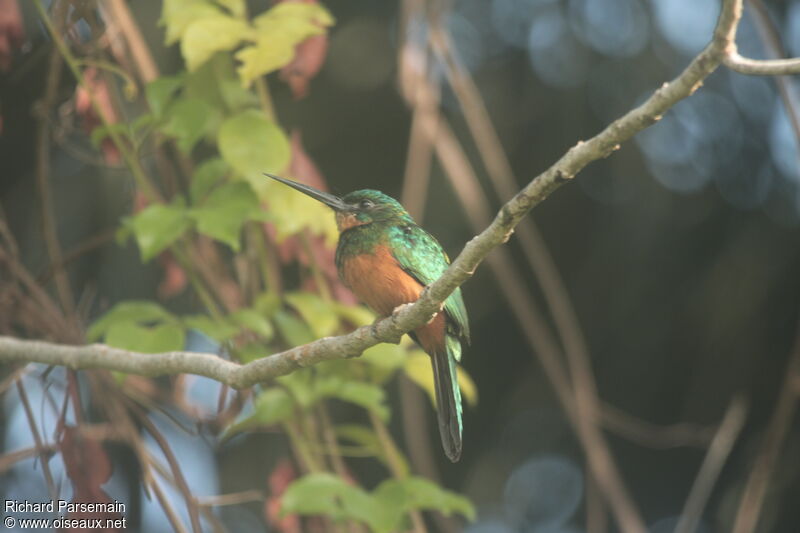 Green-tailed Jacamar female adult