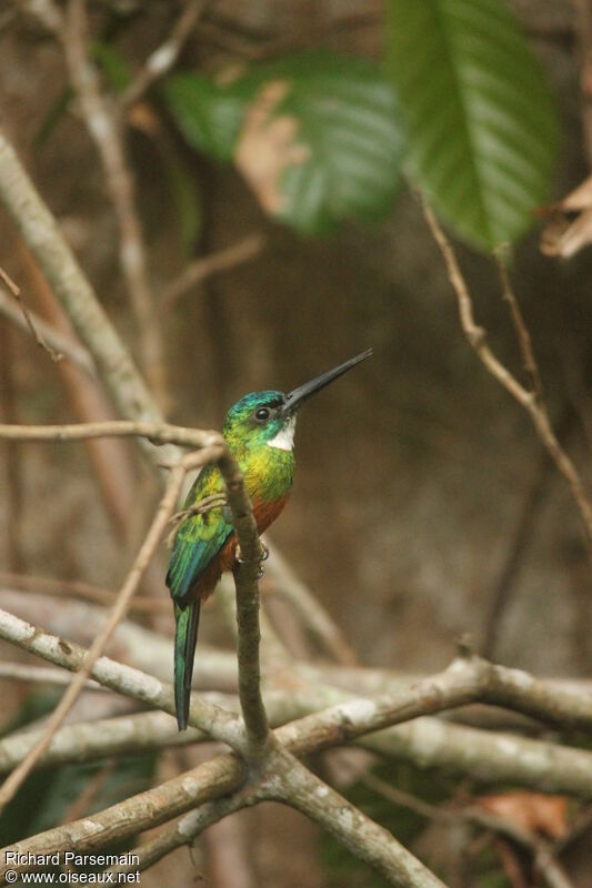 Jacamar vert mâle adulte