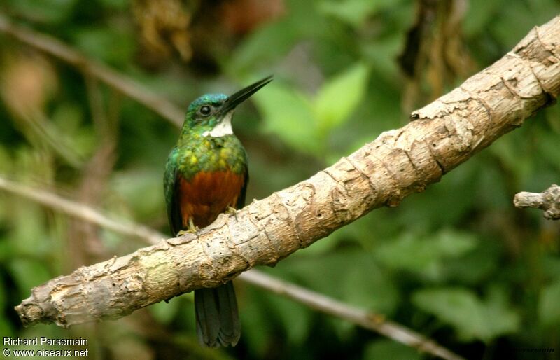 Green-tailed Jacamaradult