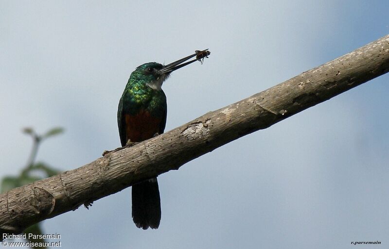 Green-tailed Jacamar male adult, fishing/hunting