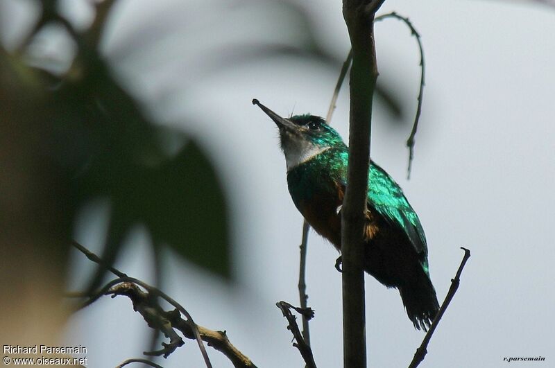 Jacamar vert mâle juvénile