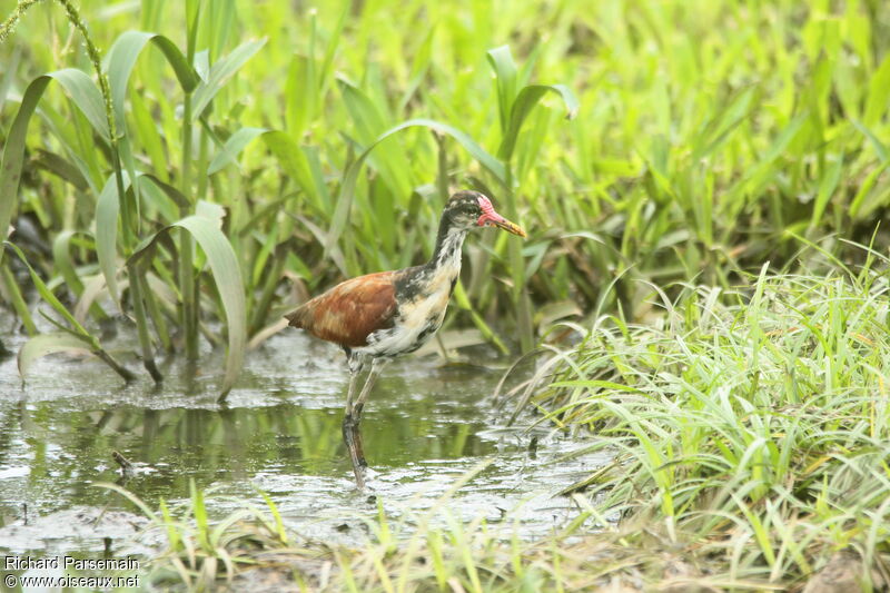 Jacana noirimmature