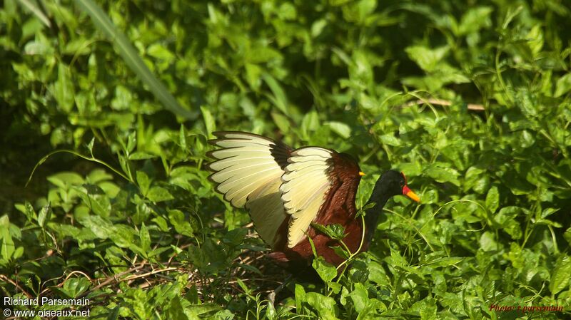 Wattled Jacanaadult