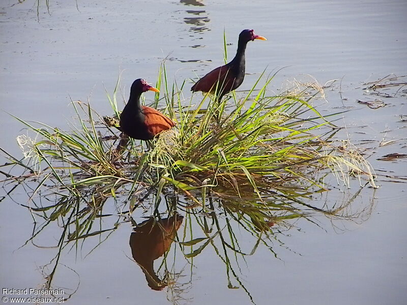 Jacana noiradulte